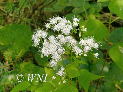 Ageratina altissima (White Snakeroot, Eupatorium rugosum)